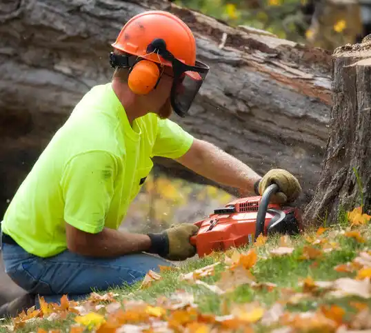 tree services Marshall